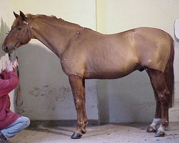 stallion Tic Tac d'Elle (Selle Français, 1985, from Uriel)