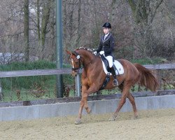 dressage horse Westendboy (Hanoverian, 2001, from Weltmeyer)