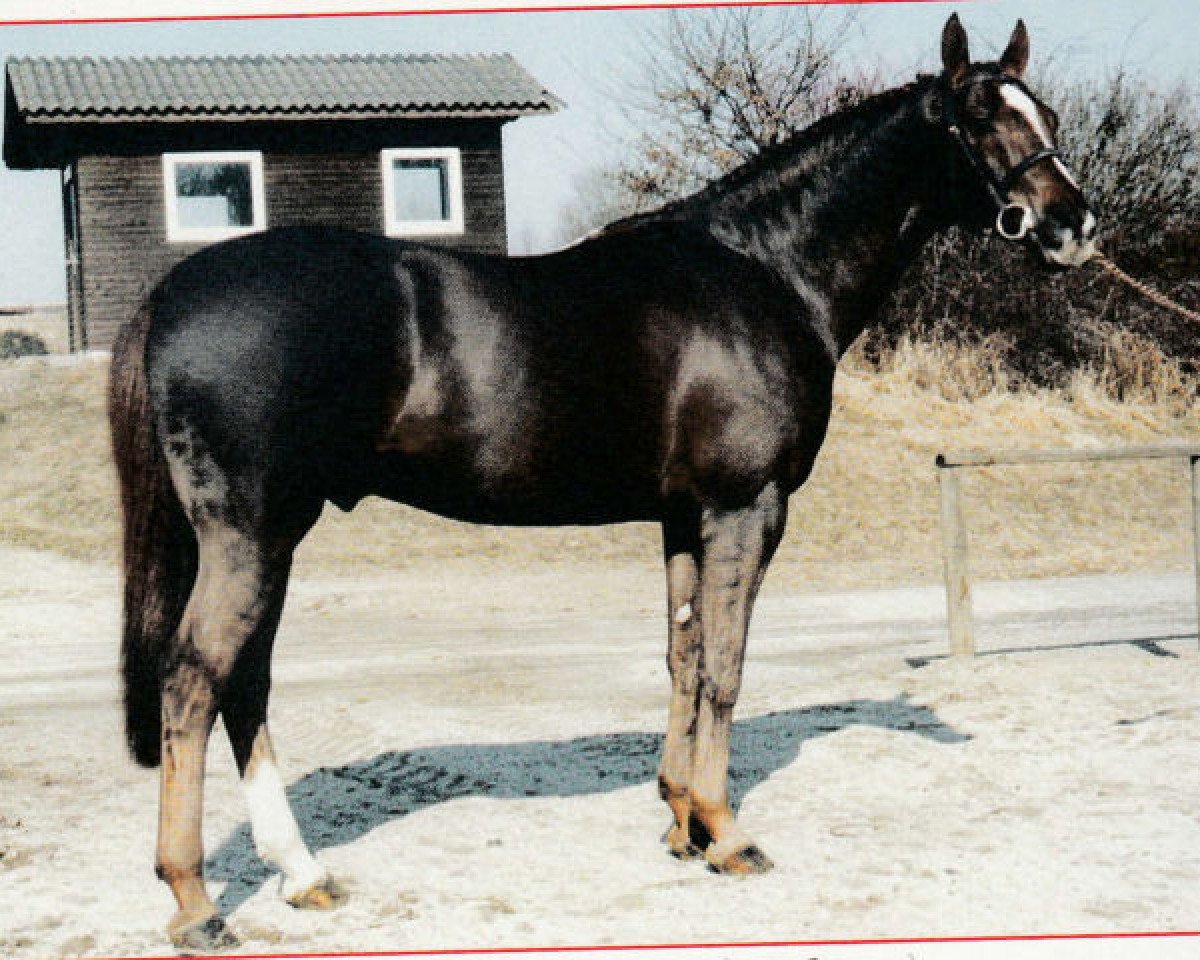 Deckhengst Ryon d'Anzex AA (Anglo-Araber, 1983, von Massondo AA)