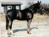 stallion Ryon d'Anzex AA (Anglo-Arabs, 1983, from Massondo AA)