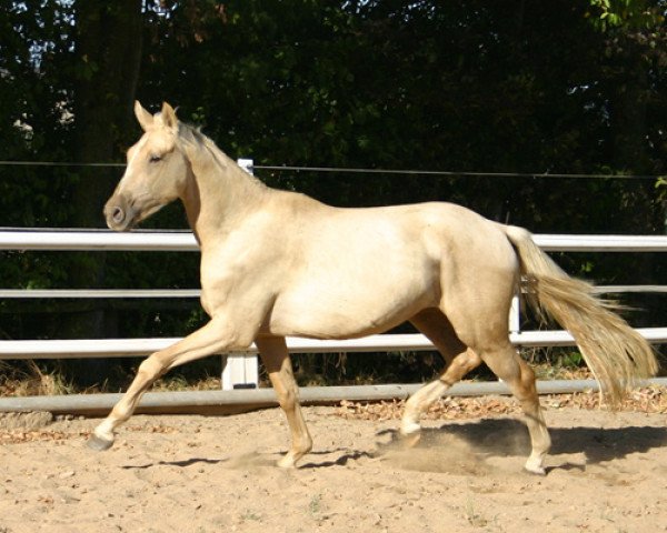 dressage horse Quellgold (German Warmblood, 2013, from DSP Quasi Gold Md)