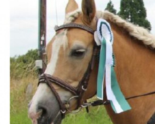 broodmare Biene (Haflinger, 1995, from Nanderl (6,25% ox))