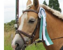 Zuchtstute Biene (Haflinger, 1995, von Nanderl (6,25% ox))