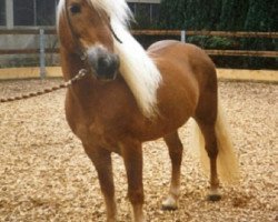 stallion Maiko (Haflinger, 1985, from Magier)