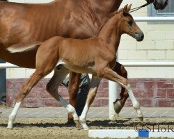 jumper Bombo KM (Oldenburg show jumper, 2014, from Baracuda 4)