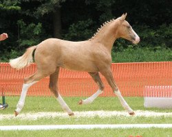 stallion Mr. Sunshine 7 (German Riding Pony, 2012, from FS Mr. Right)