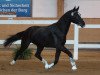 dressage horse Qufur (Bavarian, 2013, from Quatergold)