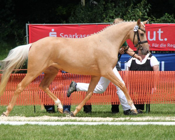 broodmare FS Number One (German Riding Pony, 2009, from Noir de Luxe)