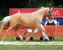 Zuchtstute FS Number One (Deutsches Reitpony, 2009, von Noir de Luxe)