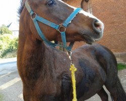 horse jasmin (German Riding Pony, 2006)