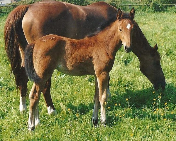 broodmare Isis du Bessin (Selle Français, 1996, from Saphir d'Elle)