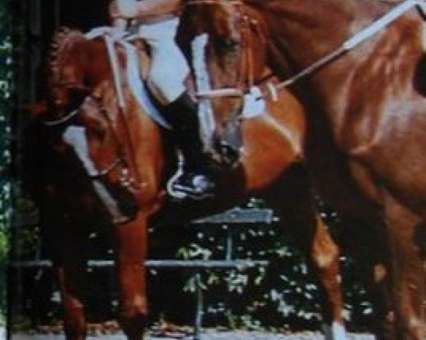 Pferd Rocket d'Elle (Selle Français, 1983, von Grand Veneur)