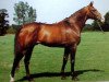 stallion Rêve d'Elle (Selle Français, 1983, from Jalisco B)
