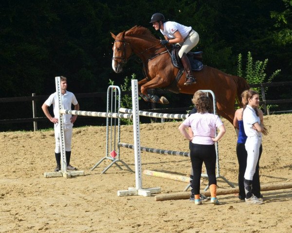 jumper Regate D'Elle (Selle Français, 2005, from Looping D'Elle)