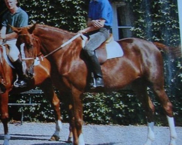 broodmare Regate d'Elle (Selle Français, 1983, from Grand Veneur)