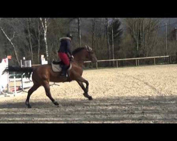 Pferd Toupet d'Elle (Selle Français, 2007, von Bayard d'Elle)