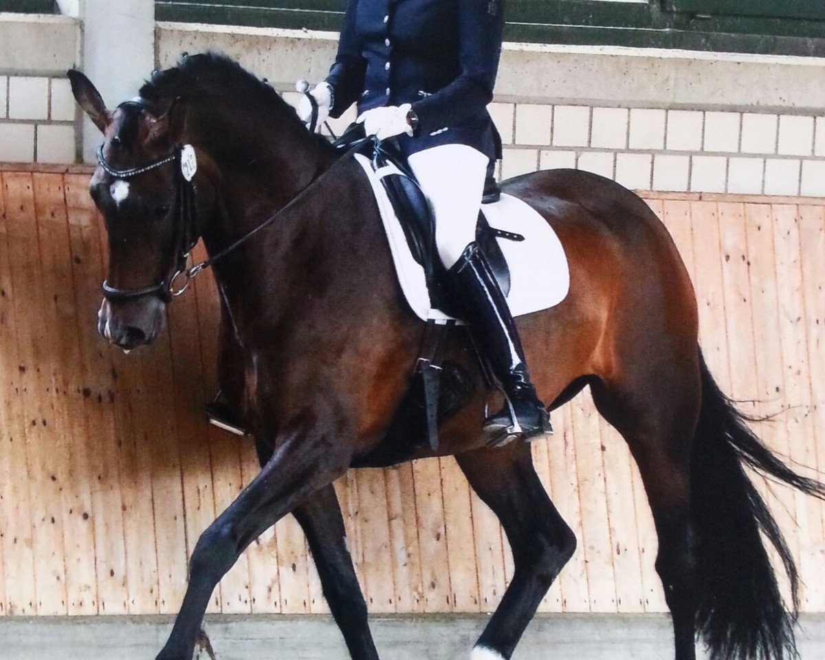 broodmare Camargue 2 (Oldenburg, 2009, from Christ)