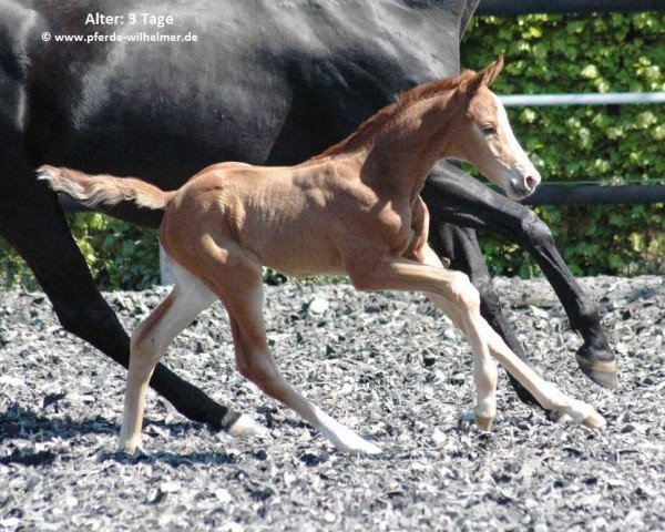 dressage horse Dareios W (Hanoverian, 2014, from Danone 4)