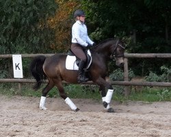 Pferd Cenai (Deutsches Reitpony, 2006, von Cebulon)