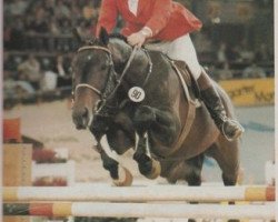 stallion Grandeur (Danish Warmblood, 1983, from Grandis)