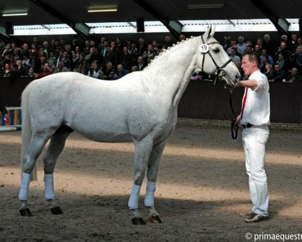 jumper Modesto (KWPN (Royal Dutch Sporthorse), 1994, from Grandeur)