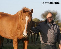 broodmare Betty de Kreisker (Selle Français, 1989, from Muguet du Manoir)