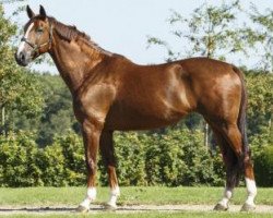 broodmare Qaresse de Kreisker (Selle Français, 2004, from Diamant de Semilly)