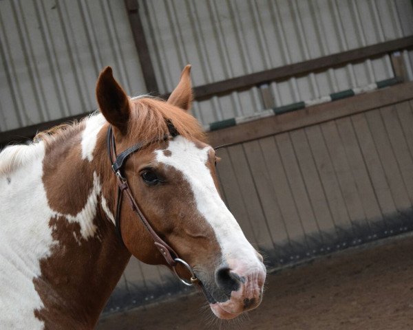 dressage horse Indio 75 (Spanish Sport Horse, 2004)