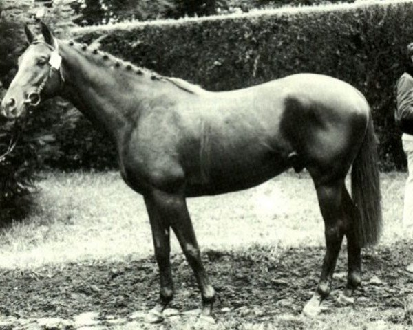 stallion Le Fennec AA (Anglo-Arabs, 1979, from Fayriland II AA)