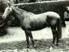 stallion Le Fennec AA (Anglo-Arabs, 1979, from Fayriland II AA)