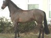 Springpferd Diego 299 (Hessisches Warmblut, 2003, von Donnerstar N)