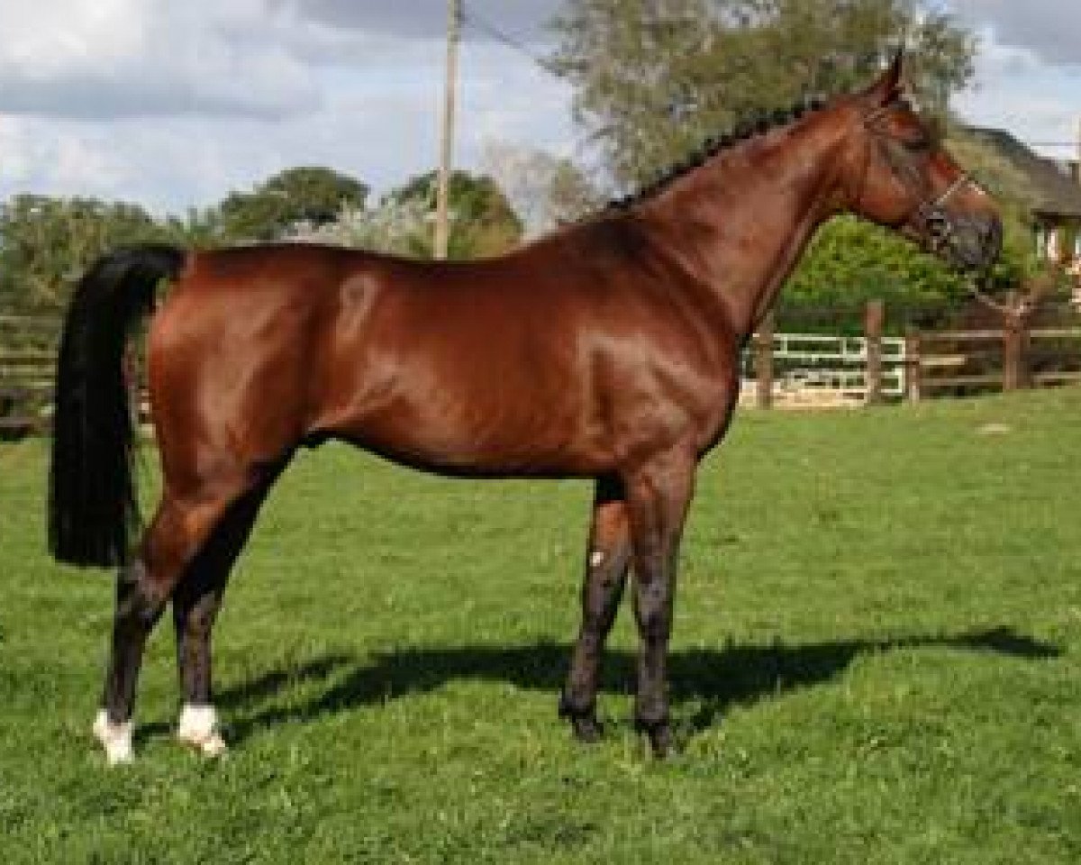 stallion Helios de la Cour II (Selle Français, 1995, from Papillon Rouge)