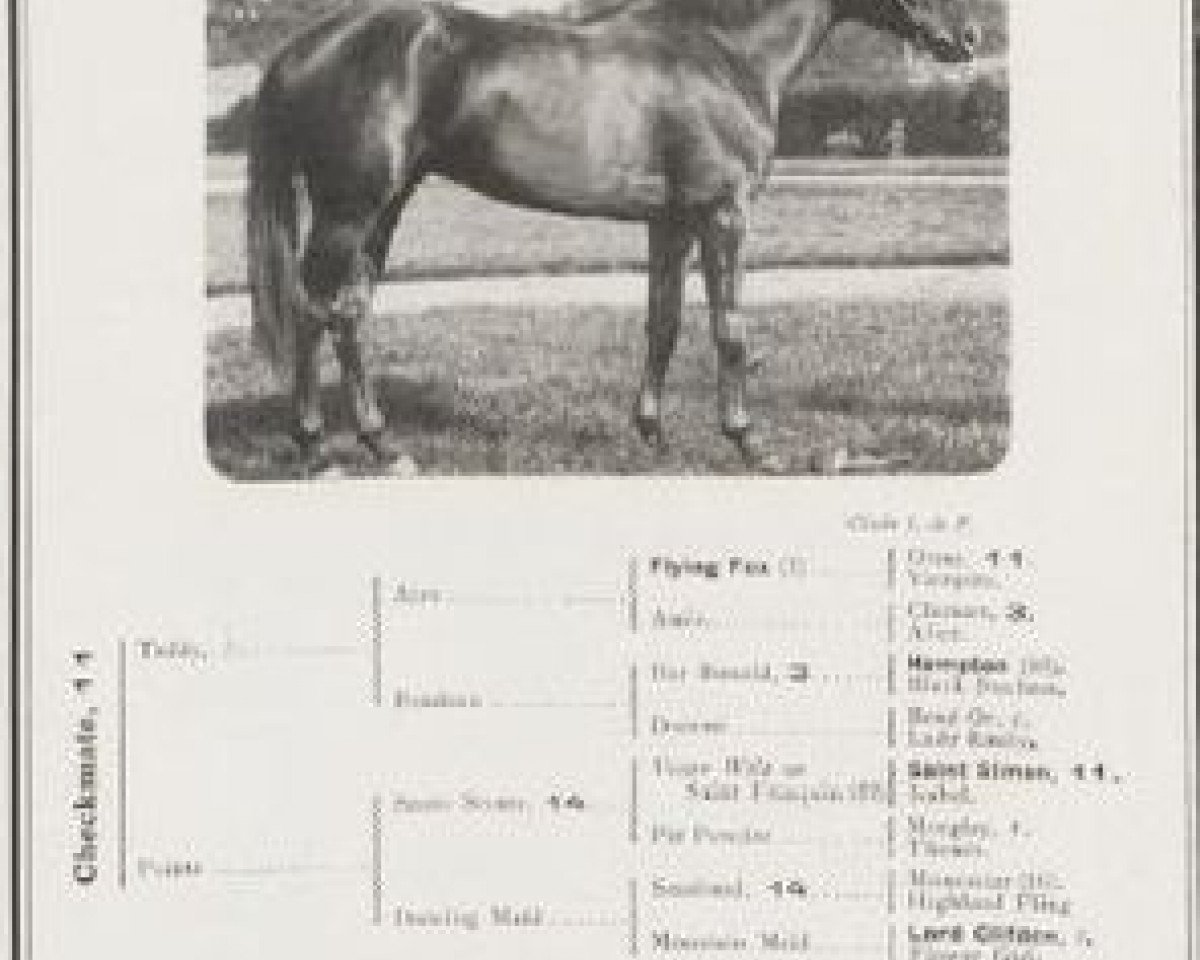Deckhengst Checkmate xx (Englisches Vollblut, 1920, von Teddy xx)