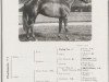 stallion Checkmate xx (Thoroughbred, 1920, from Teddy xx)
