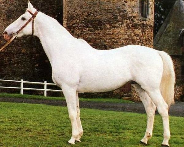 stallion Fol Avril AA (Anglo-Arabs, 1972, from Urtois AA)