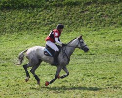 horse Vibrato d'Hulm (Selle Français, 2009, from Kaolin d'Elle)