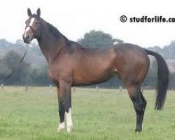 stallion Nippon D'Elle (Selle Français, 2001, from Scherif d'Elle)