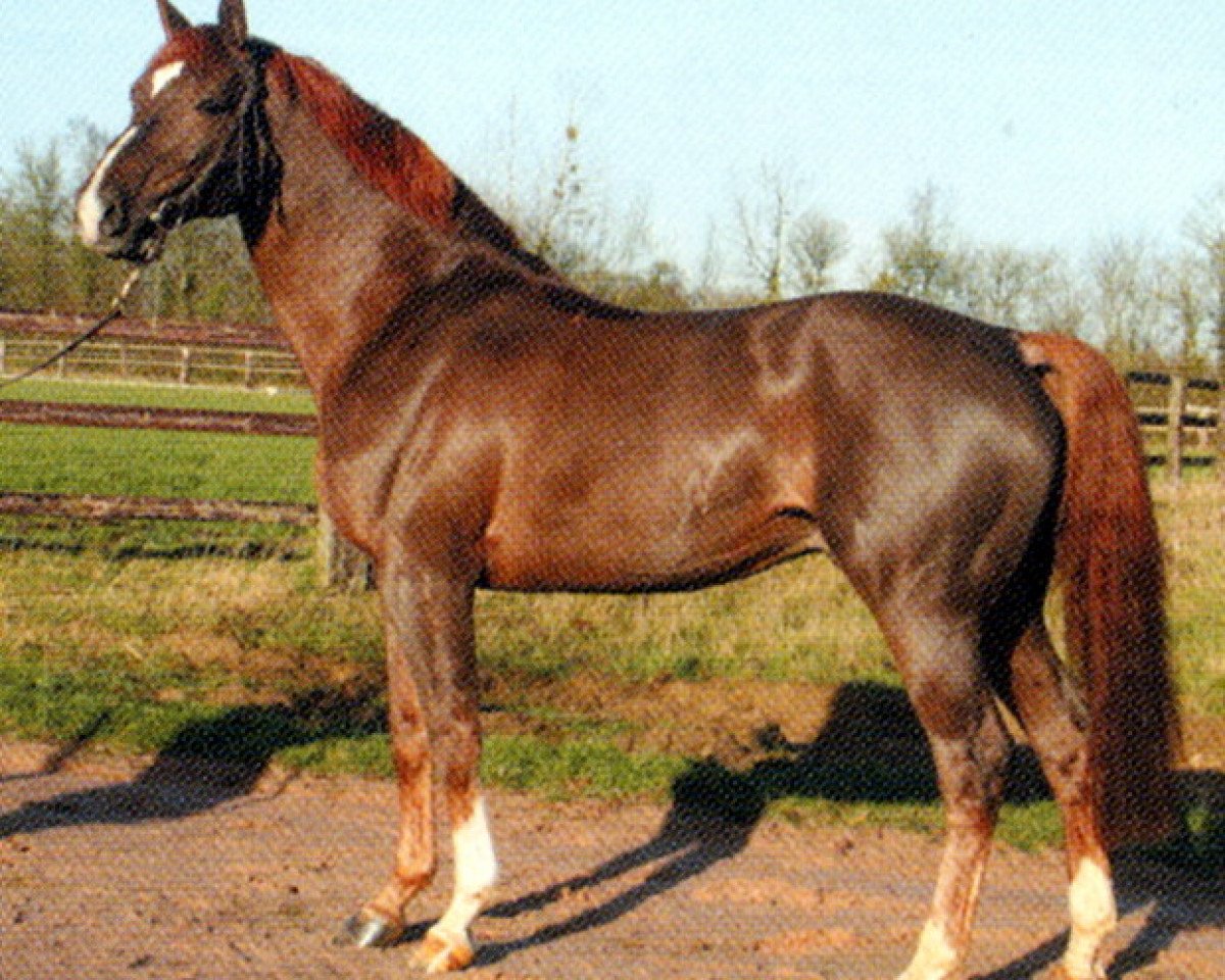 Deckhengst Richebourg (Belgisches Warmblut, 1994, von Bayard d'Elle)