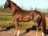 stallion Richebourg (Belgian Warmblood, 1994, from Bayard d'Elle)