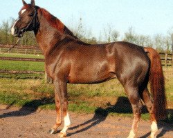 Deckhengst Richebourg (Belgisches Warmblut, 1994, von Bayard d'Elle)