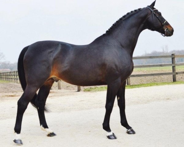 stallion Master van de Helle (Belgium Sporthorse, 1996, from Esprit De Conquete)