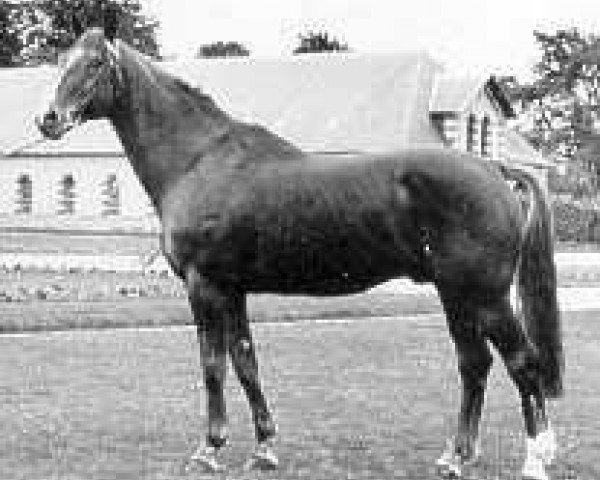 horse Uriel (Selle Français, 1964, from Nankin)