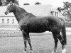 horse Uriel (Selle Français, 1964, from Nankin)
