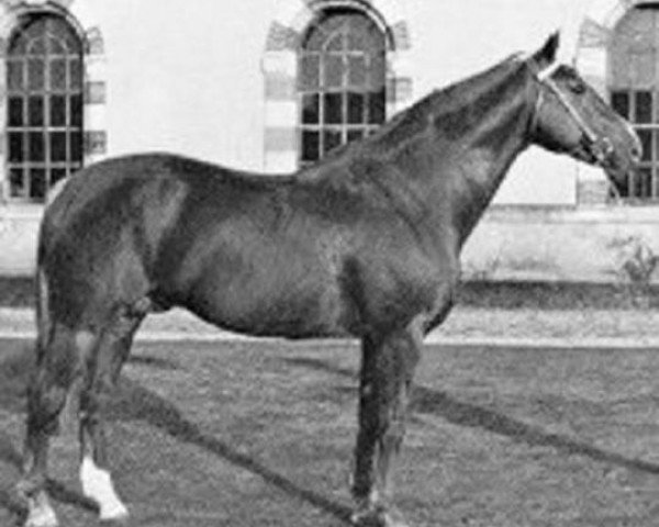 stallion Uriel (Selle Français, 1964, from Nankin)