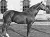 stallion Uriel (Selle Français, 1964, from Nankin)