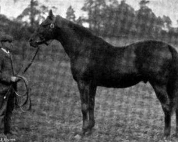 stallion Crafton xx (Thoroughbred, 1882, from Kisber xx)