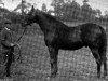 stallion Crafton xx (Thoroughbred, 1882, from Kisber xx)