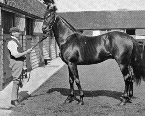 Pferd Royal Hampton xx (Englisches Vollblut, 1882, von Hampton xx)