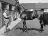 stallion Royal Hampton xx (Thoroughbred, 1882, from Hampton xx)