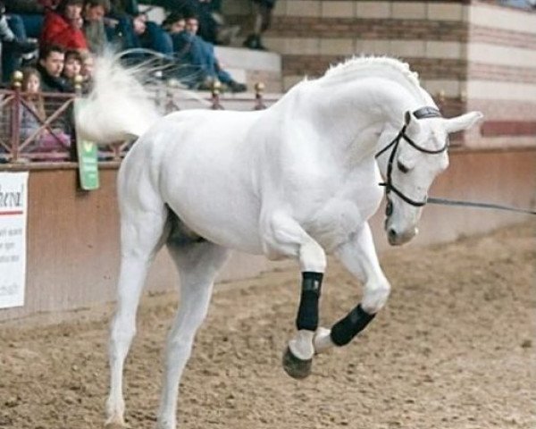 Pferd Cook du Midour AA (Anglo-Araber, 1990, von Iago C AA)